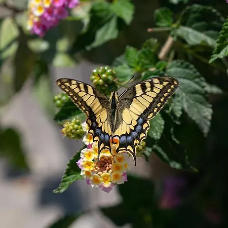 Seashell Luxury - 2 アパート リクスリオン